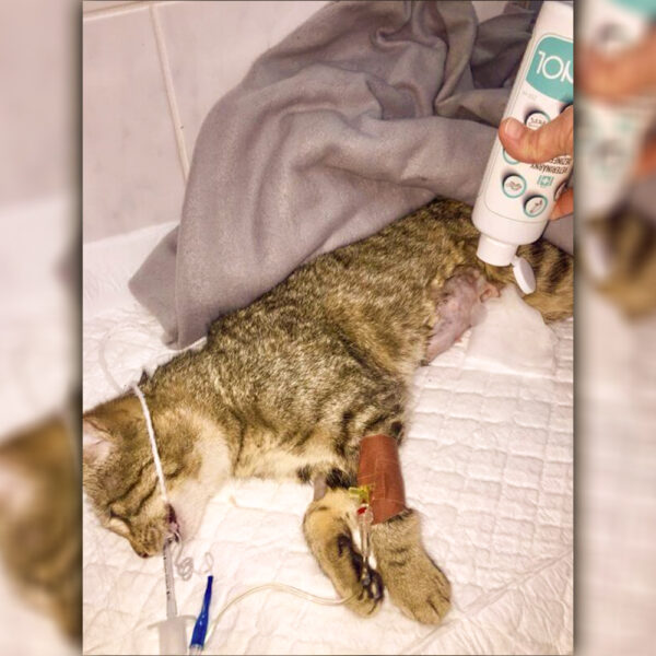 VETERINOL weterynaryjny środek leczniczy i dezynfekujący, spray 100 ml - obrazek 3