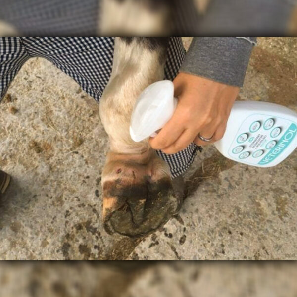VETERINOL weterynaryjny środek leczniczy i dezynfekujący, spray 100 ml - obrazek 5